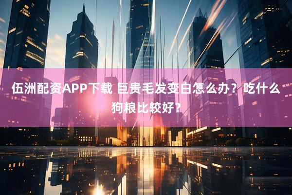 伍洲配资APP下载 巨贵毛发变白怎么办？吃什么狗粮比较好？
