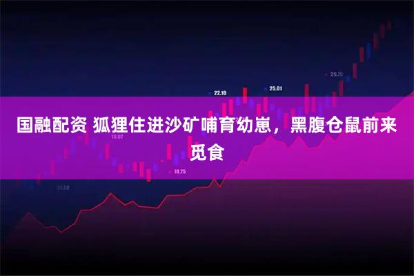 国融配资 狐狸住进沙矿哺育幼崽，黑腹仓鼠前来觅食